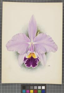 Cattleya Cornelia (1893)