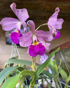 Cattleya paynteri