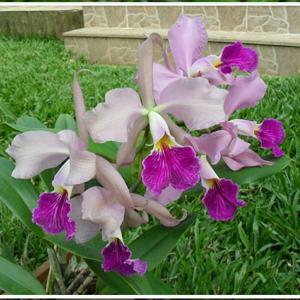 Cattleya paynteri