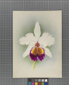 Cattleya Dionysius