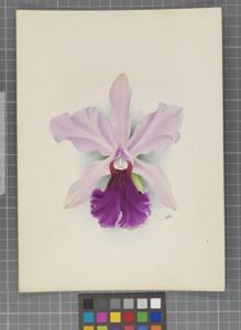 Cattleya Alexandra