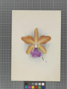 Cattleya Iris