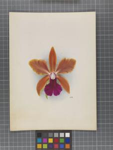 Cattleya Iris (1901)