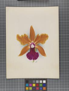 Cattleya Iris (1901)