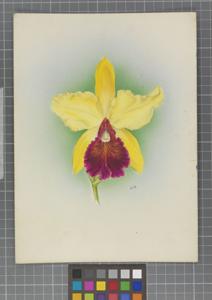 Cattleya Aeneas