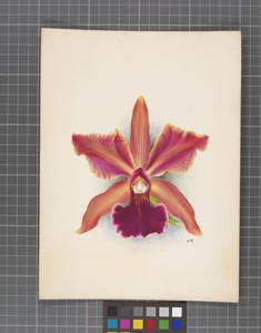 Cattleya Rhoda