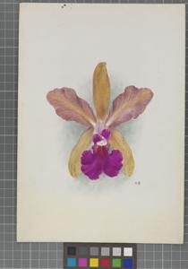 Cattleya Illuminata