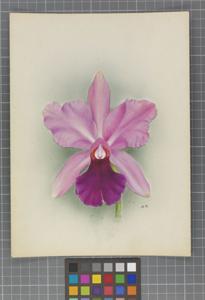 Cattleya Adula