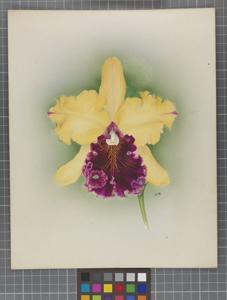 Cattleya King George