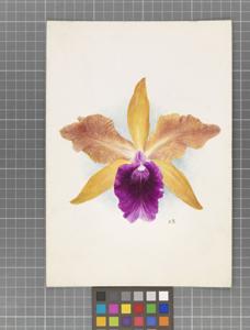 Cattleya Maggie Raphael