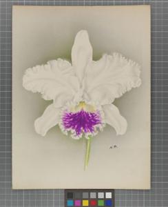 Cattleya Enid (1898)