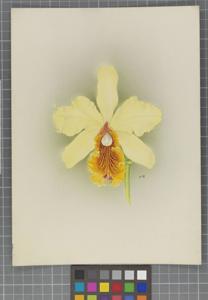 Rhyncholaeliocattleya Ajax