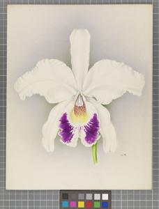 Cattleya Lorna