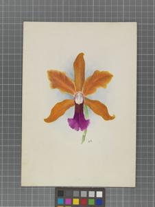 Cattleya Iris