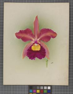 Cattleya Rosita