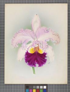 Cattleya Tityus