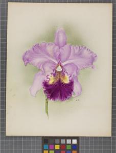 Cattleya Tityus