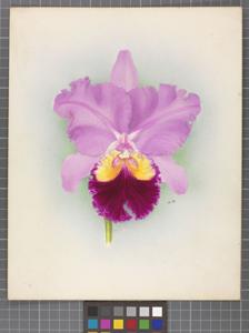 Cattleya Tityus