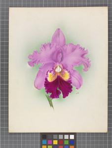 Cattleya Tityus