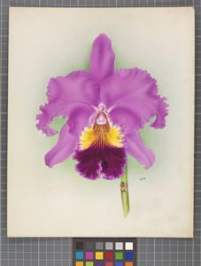 Cattleya Tityus