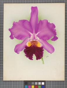 Cattleya Tityus