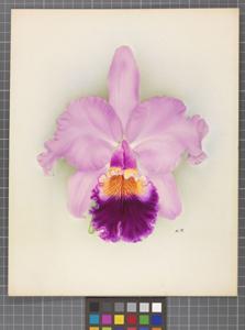 Cattleya Tityus