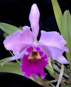 Rhyncholaeliocattleya Warnham Beauty