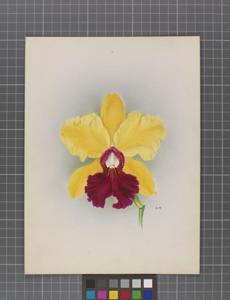 Cattleya Thebes