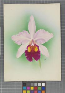 Cattleya Aeneas