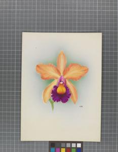 Cattleya Naidia