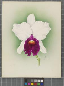 Cattleya Baroness Schroder