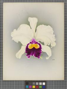 Cattleya Baroness Schroder