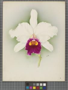 Cattleya Baroness Schroder