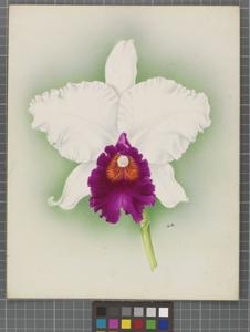 Cattleya Baroness Schroder