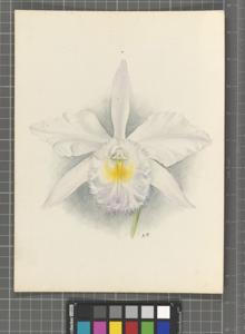 Rhyncholaeliocattleya Langleyensis