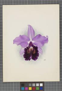 Cattleya Ingramii