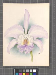 Rhyncholaeliocattleya Hélèn Maron