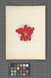 Cattleya Doris