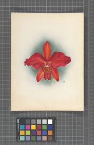 Cattleya Doris (1904)