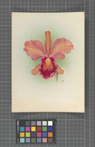 <i>Cattleya</i> Sir Mervyn Buller 2
