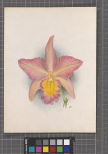 Rhyncholaeliocattleya Fowleri