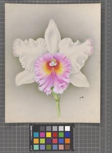 Rhyncholaeliocattleya Nugget