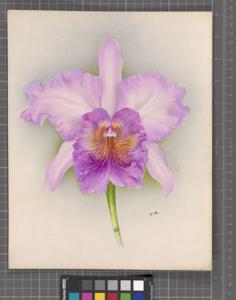 Rhyncholaeliocattleya Pallas