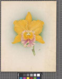 Rhyncholaeliocattleya Amber