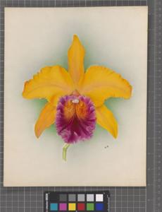 Rhyncholaeliocattleya Golden Crown