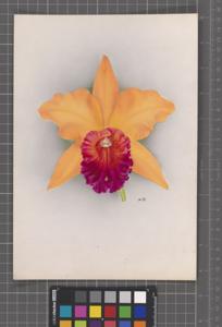 Rhyncholaeliocattleya Golden Crown