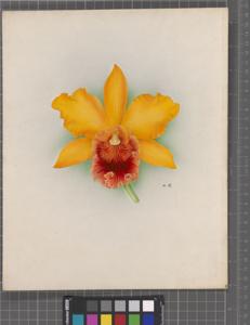 Rhyncholaeliocattleya Golden Crown