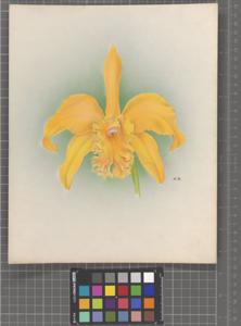 Rhyncholaeliocattleya Joan