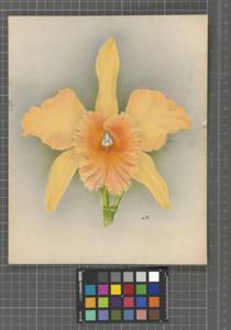 Rhyncholaeliocattleya Yellow Hammer