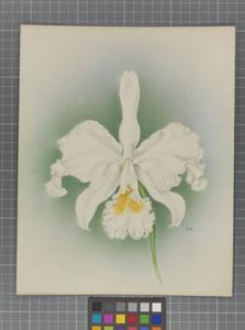 Cattleya Intertexta